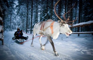 Exodus Travels Finnish sledding with reindeer