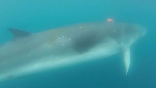 Researchers have been given a whale's-eye look at the sea thanks to a new initiative.