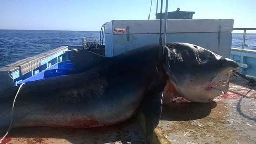 Huge Tiger shark reportedly pulled from waters off Tweed Coast