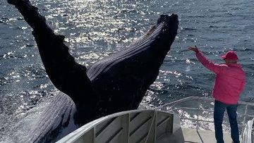 The humpback whale breached right night to the boat. 