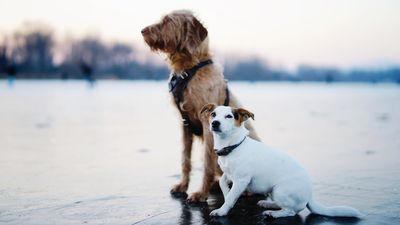 Top three names for male dogs