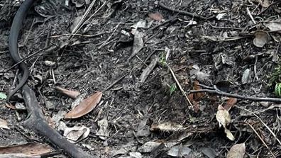 Snake camouflaged in bush