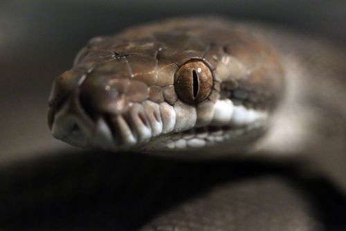 Python swallows woman, 54, in garden 