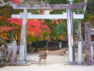 Deer at Nara Park in Japan.