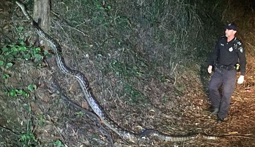 Queensland cops give giant snake a wide berth