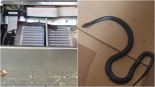 Stowaway snakes hitched a ride on Queensland police helicopter