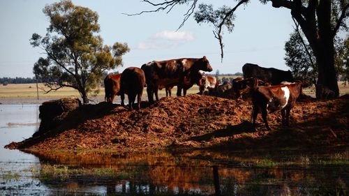 Flood warnings downgraded in NSW Central West but more rain expected this weekend.