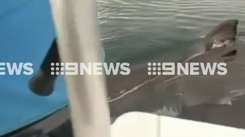 Mr Brown was fishing off Dunsborough Bay when the shark approached. (9NEWS)