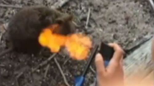 French tourists fined after being found guilty of setting quokka on fire