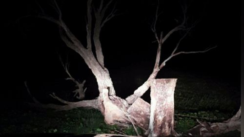 Dean Redden was crushed by a large gum tree in 2016.