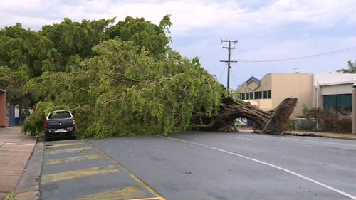The century-old tree was completely uprooted in the wild storm. (9NEWS)