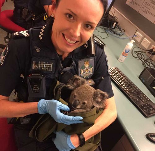 The koala was in good health when found. (QPS Media)