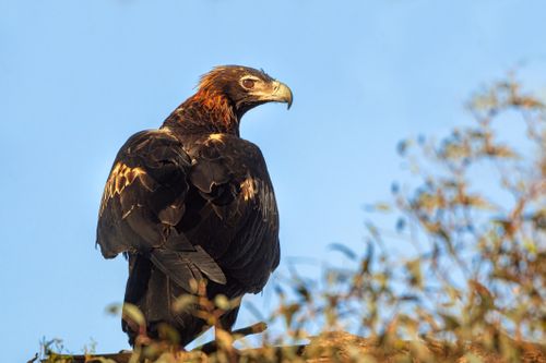 Australian wedge tailed eagle in the wild in Central Victoria perched in a eucalyptus tree