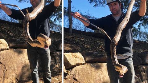 Andrew from Andrew's Snake Removal with the now relocated large eastern brown snake.(Supplied)