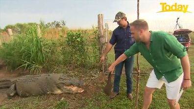 Today Tim Davies feeds crocodile live on air