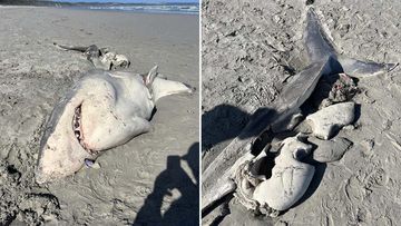A great white shark was likely torn to pieces by hungry killer whales.