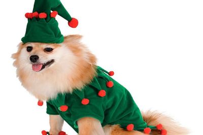 Spotlight Christmas Elf outfit for fluffy dogs
