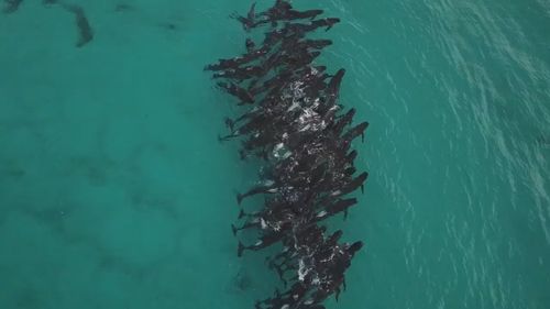 Cheynes Beach Caravan Park captured vision of as many as 70 pilot whales in an unusual clustering 150 metres off Cheynes Beach, about 60 kilometres east of Albany, Western Australia.
