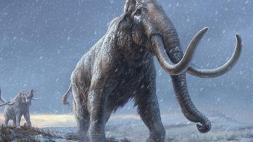 World&#x27;s oldest DNA sequenced from a mammoth that lived more than a million years ago