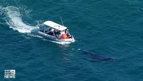 The situation prompted SeaWorld rescuers to come from both air and sea to answer to help free the lone animal. But the whale wasn't helping its own rescue by swimming away from rescue crews. 