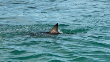  great white shark&#x27;s fin showing above the water