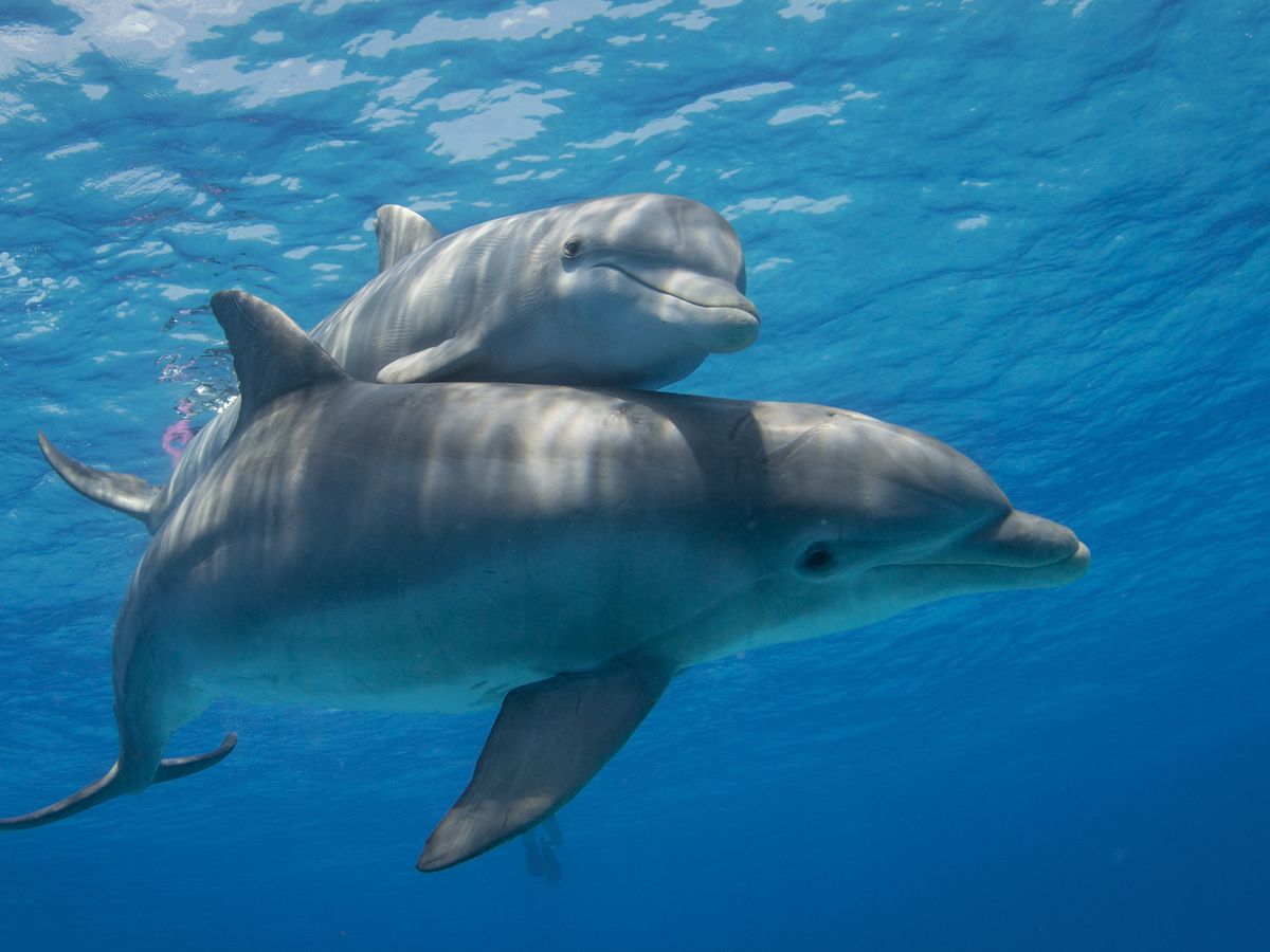 Dolphin moms use baby talk to call to their young, recordings show –  WJET/WFXP/