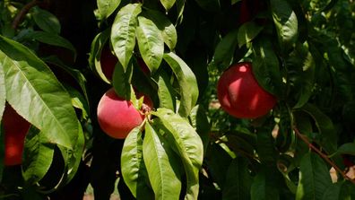 Peaches on the tree, ripe for the Australian harvest