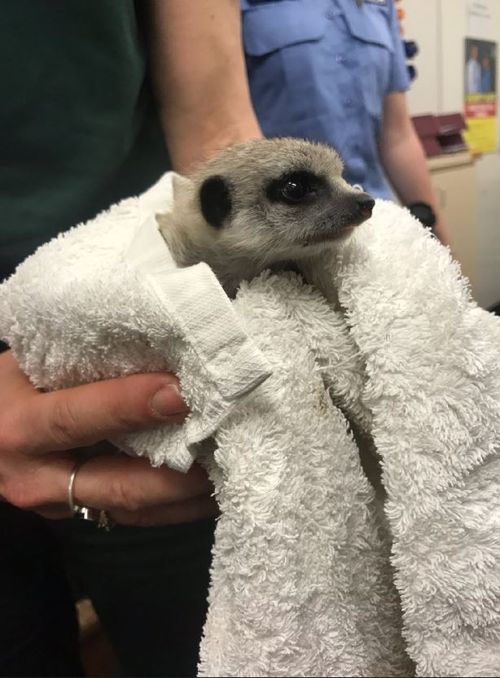 A one-month-old meerkat that suddenly disappeared from its Perth Zoo enclosure has been found in a home at Beverley.