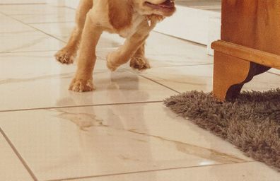 cupcakes for gender reveal destroyed by dog