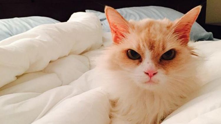 Angry cat' amasses huge social media following due to his seemingly  permanent grumpy expression