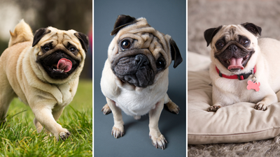 What to know about Pugs 