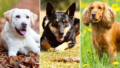 Labrador, kelpie, cocker spaniel