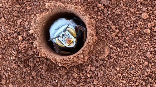 The bees begin to emerge from their burrows over a few weeks every spring.