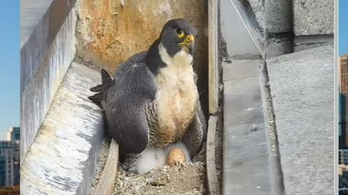 The mother falcon has been keeping a close watch on her newborn chicks.