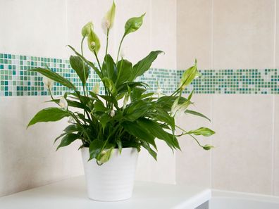 Peace Lily indoor plants