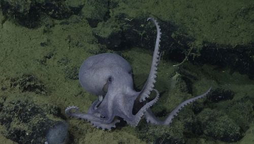Scientists believe the site off the coast of Monterey, California, is used exclusively as a breeding ground and nursery.
