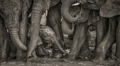 An elephant calf plays with the grown-ups