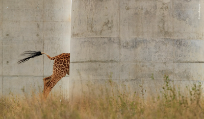 Jose Fragozo's submission to Wildlife Photographer of the Year