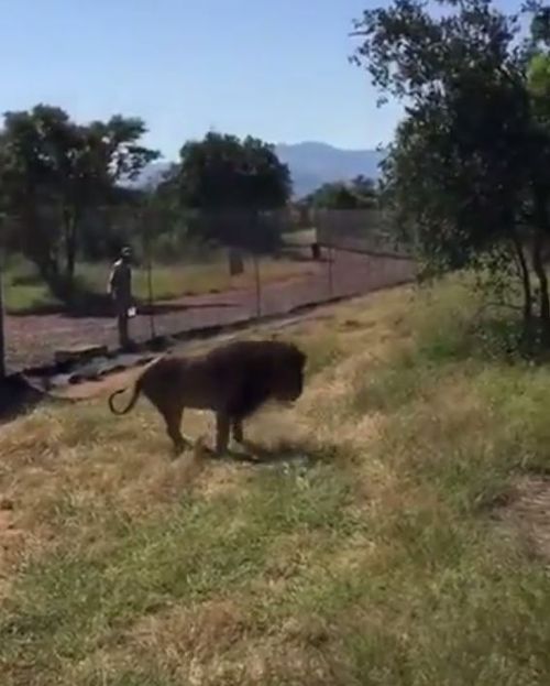 The lion was wandering around its enclosure at Makarele Predator Centre in South Africa before the attack. (Twitter)