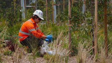 Workers collect asbestos samples for the EPA from the Rozelle Parklands.