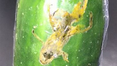 Vegan shopper finds frog corpse crushed into cucumber