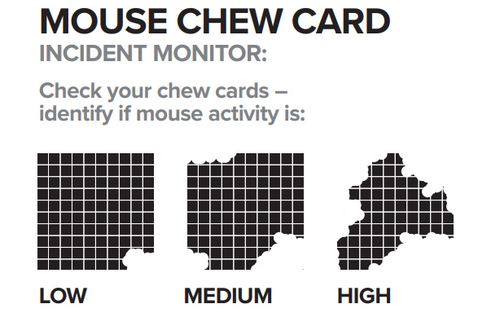 The mouse chew card is soaked in canola or linseed oil and left overnight. The next morning, farmers check how aggressively the card has been eaten and then report the results to CSIRO and the MouseAlert system.