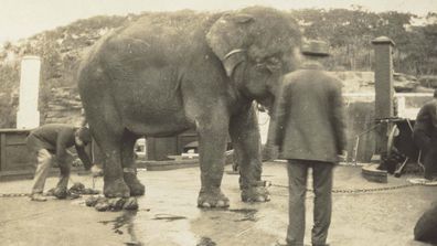 Jessie the elephant on a punt at the wharf enroute to new zoo