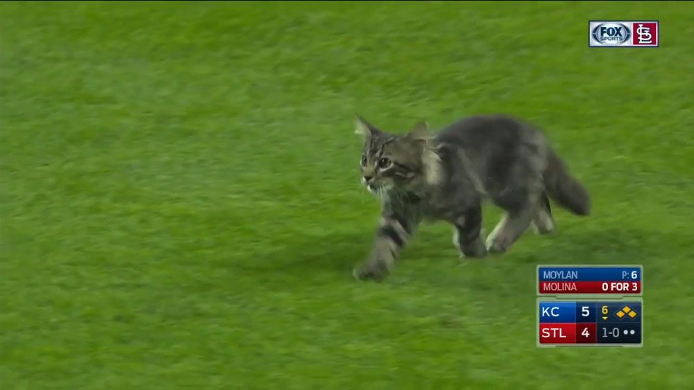 Cat strikes out Aussie pitcher in St Louis