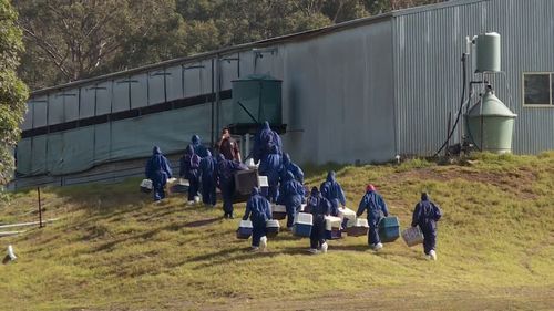 Clutching cages to take the chickens in, they stormed the Lakesland property and took a number of hens. Picture: 9NEWS