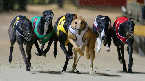 Almost 100 greyhounds found in mass NSW grave were shot or clubbed to death, report finds