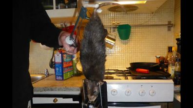 'Mighty monster' rat terrorises Swedish family