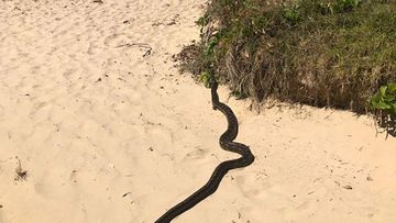A python is seen here soaking up the sun at Woolgoolga Beach on the NSW Coffs Coast.