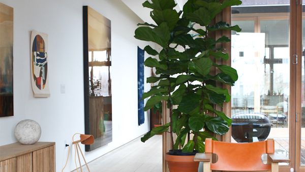 How To Care For Your Fiddle Leaf Fig 9homes How To Care For Your Fiddle Leaf Fig 9homes