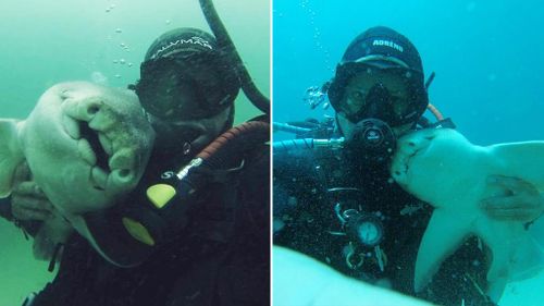 NSW diver takes 'cuddling' selfie with friendly shark